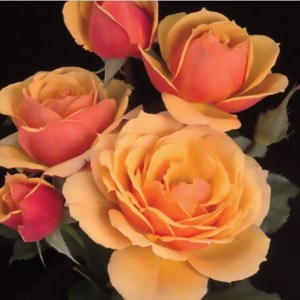 About Face Hybrid Tea Rose